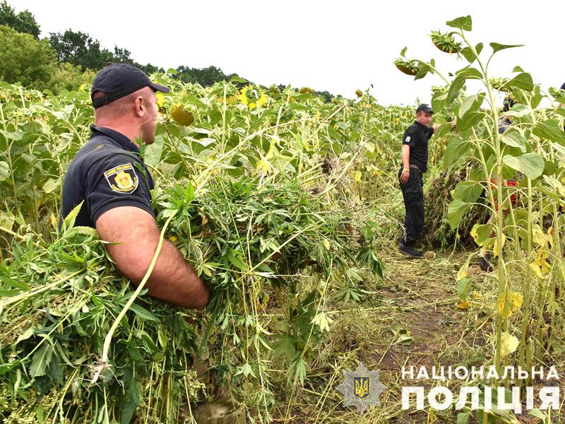 Ліквідували плантацію конопель